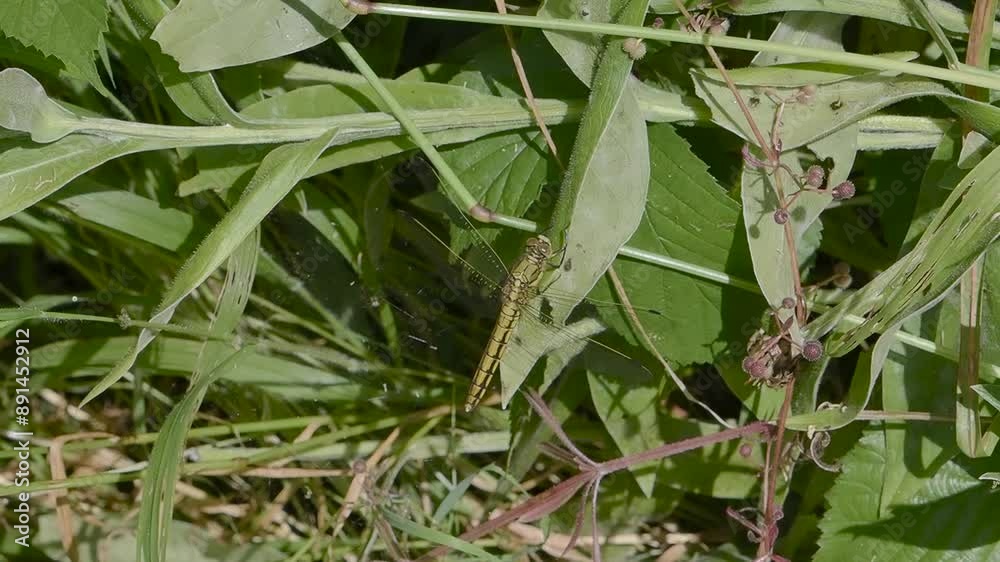 Female Common Darter Dragonfly Resting Female Common Darter Dragonfly Resting