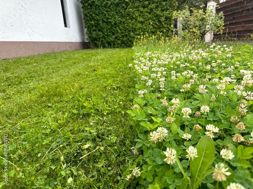 partially untrimmed green lawn photo