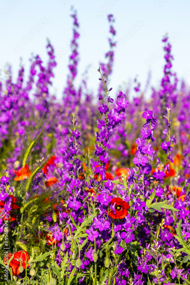 Obraz premium Vibrant wildflower meadow full of color.There are two main species of visible flowers: red poppies and blue delphiniums.The field transitions to a sea of ​​blue delphiniums. Blue color varies slightly