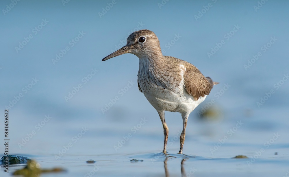 Actitis hypoleucos (Common Sandpiper) is a common wetland bird in Turkey. They breed in suitable habitats in the Tigris Valley. Actitis hypoleucos (Common Sandpiper) is a common wetland bird in Turkey. They breed in suitable habitats in the Tigris Valley.