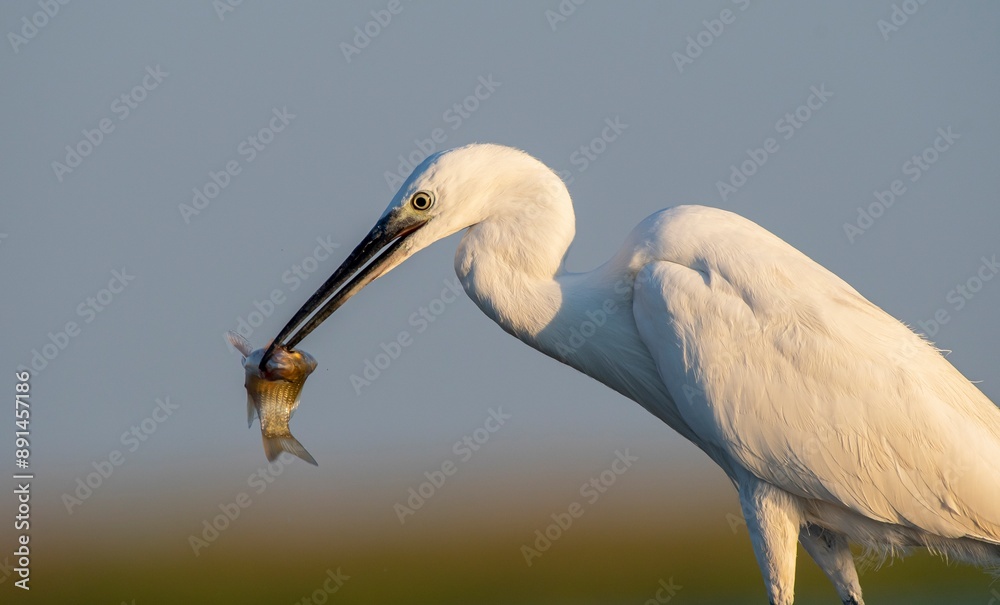 Little Egret (Egretta garzetta) is a wetland bird that feeds on fish, frogs and aquatic invertebrates. It is seen in suitable habitats in the Tigris Valley in Diyarbakır. Little Egret (Egretta garzetta) is a wetland bird that feeds on fish, frogs and aquatic invertebrates. It is seen in suitable habitats in the Tigris Valley in Diyarbakır.