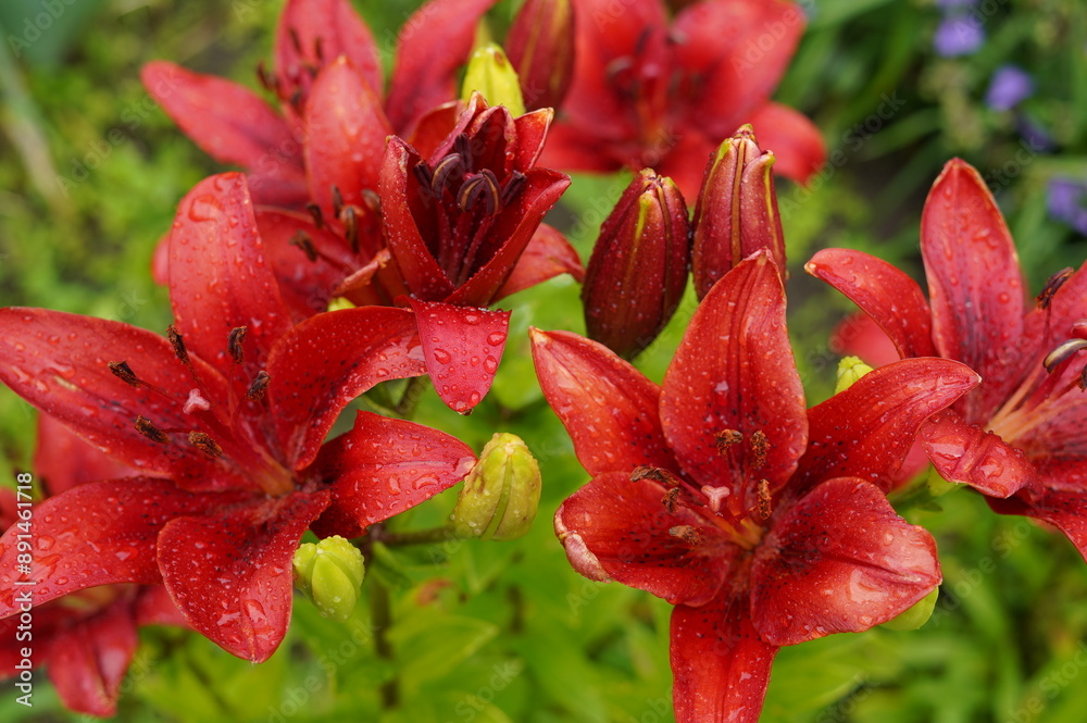 red lilies, flower after rain, blooming lilies, flower bed, lilies after rain, garden flowers, rain droplets, floral garden, vibrant lilies, nature after rain, moist flower, lily petals, blooming plan red lilies, flower after rain, blooming lilies, flower bed, lilies after rain, garden flowers, rain droplets, floral garden, vibrant lilies, nature after rain, moist flower, lily petals, blooming plan