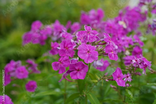 vegetable garden, flowerbed, phlox, garden plants, decorative flowers, gardening, nature, green area, summer day, landscape, picturesque view, garden, flowerbed in a vegetable garden, garden design, b