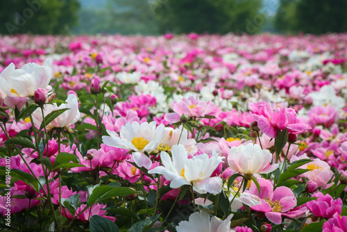 Wallpaper Mural 작약 Torontodigital.ca