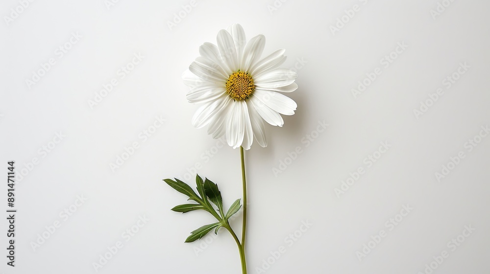 Obraz premium A pristine white daisy, with its stem and leaves spread out, positioned flat against a white background, highlighting its simplicity.