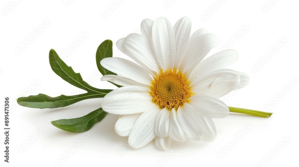 Fototapeta premium A vibrant white daisy lying flat with its stem and leaves spread out against a white background, highlighting its delicate beauty.