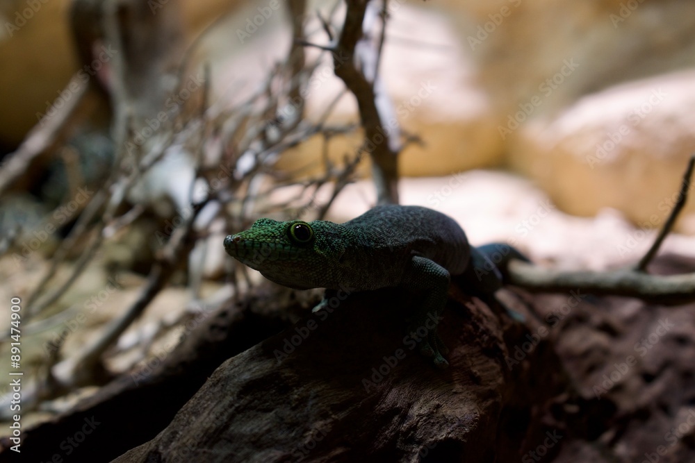 Naklejka premium lizard on the tree