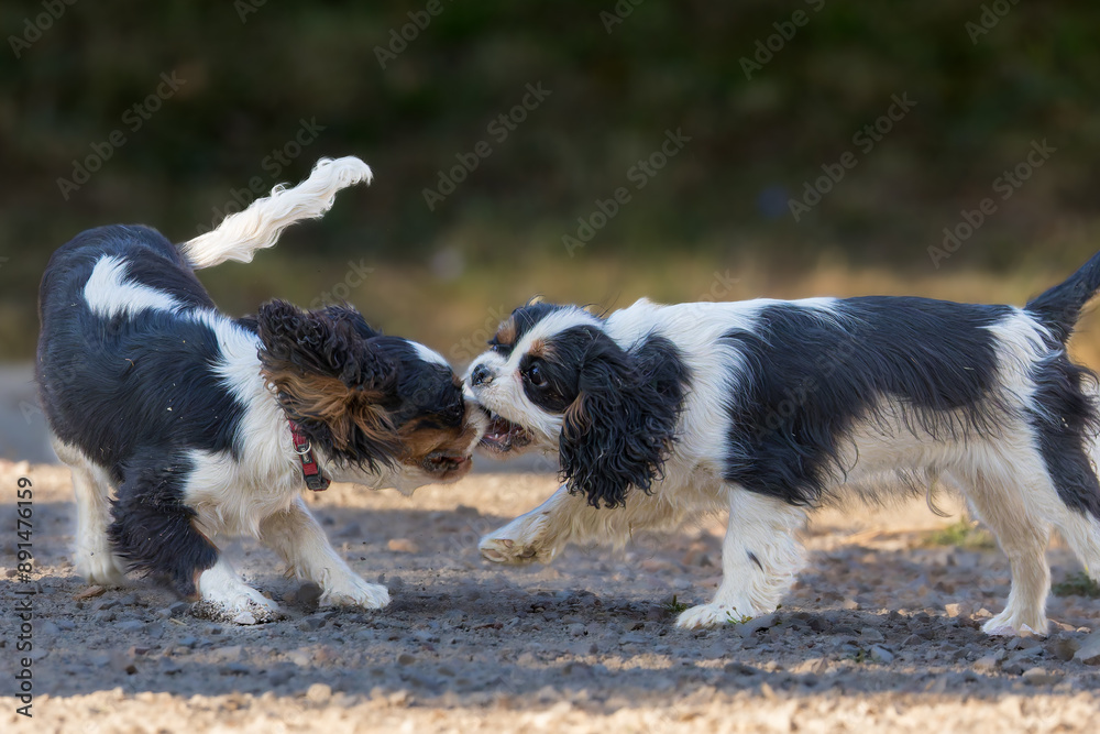 two young Cavalier King Charles Spaniel playing together two young Cavalier King Charles Spaniel playing together