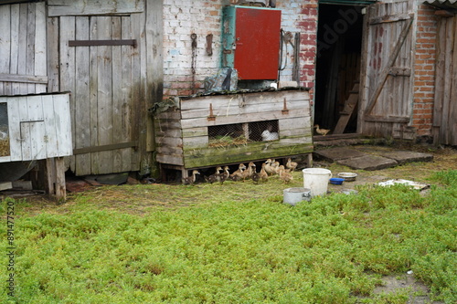 barn, cowshed, village, Ukrainian village, farm, animals, ducks, chickens, farming, domestic animals, rural life, countryside, natural landscape, rural home, domesticated animals, birds, landscape, ru photo