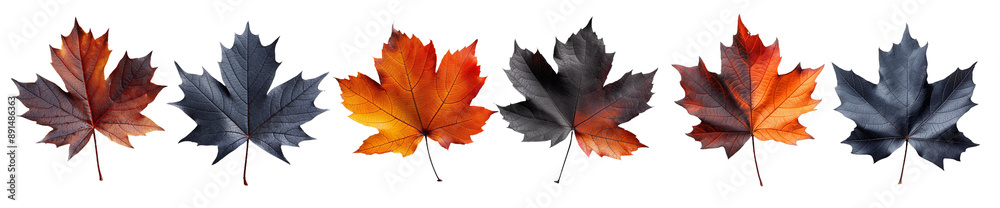 Set with fall and autumn maple leaves in orange and black colors isolated on white background. autumn season concept for Thanksgiving or Halloween concept Set with fall and autumn maple leaves in orange and black colors isolated on white background. autumn season concept for Thanksgiving or Halloween concept