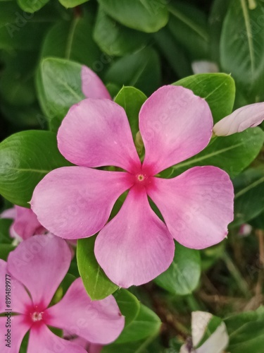 Image of bright natural grass leaves and flowers