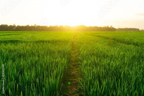 green summer rural field at the sunset, countryside agricultural natural landscape. rice field landscape scenery