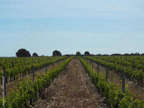 Vignes