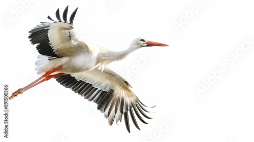 stork in flight isolated on a white background
