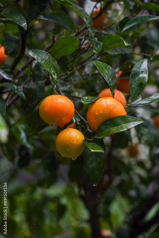 Close-Up of Ripe Oranges on Tree with Green Leaves Close-Up of Ripe Oranges on Tree with Green Leaves