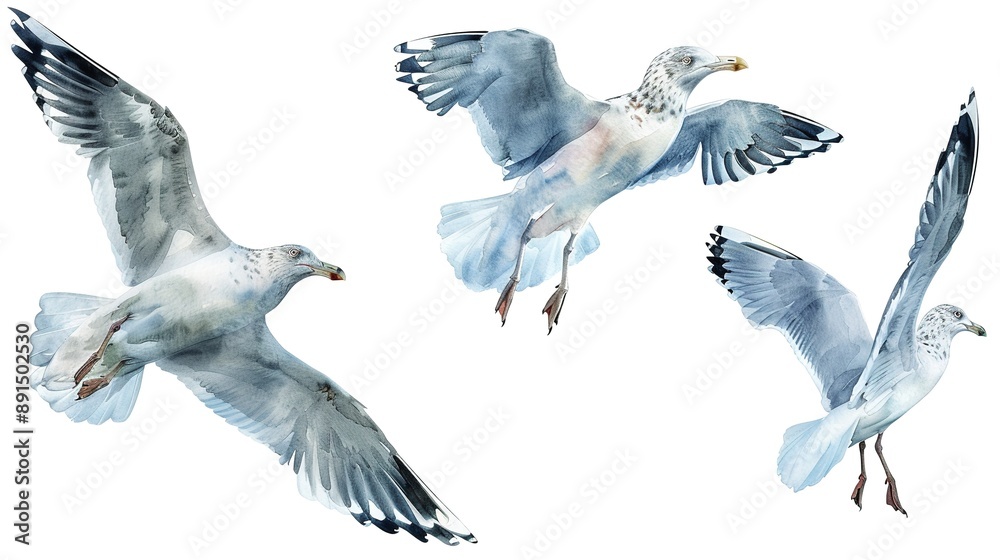 Fototapeta premium Greylag goose