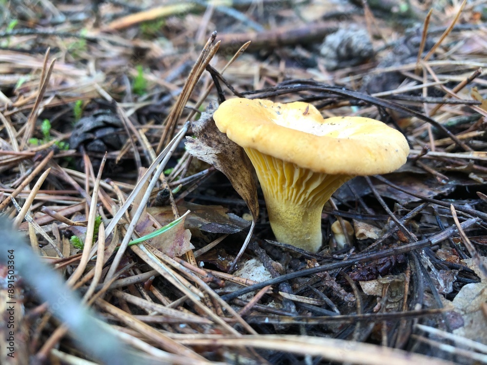 chanterelle mushrooms in the forest chanterelle mushrooms in the forest
