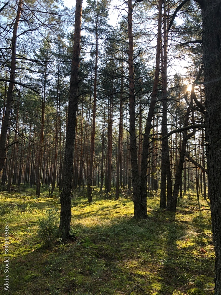 Fototapeta premium pine forest in the morning sun
