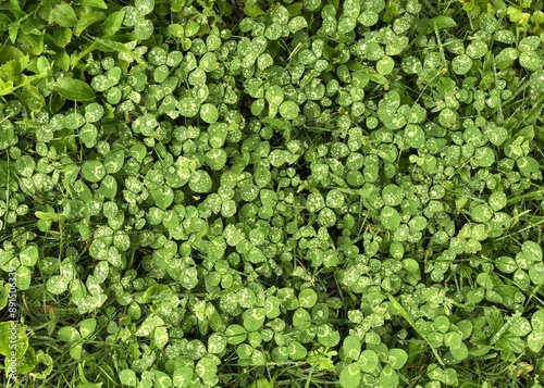 green ivy background