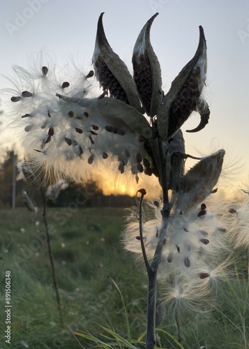 sunset milkweed pod