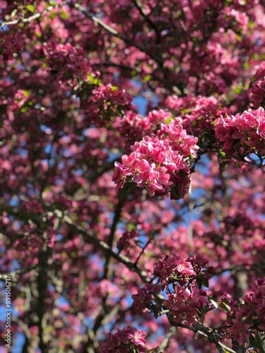 pink blossom