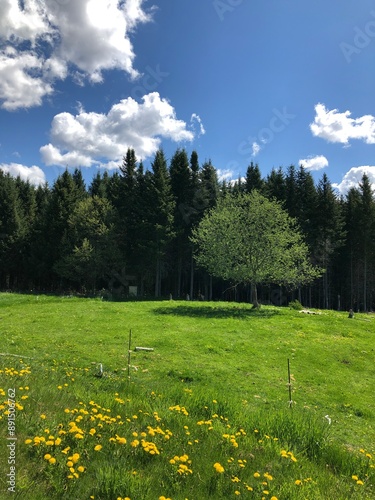 landscape in the summer