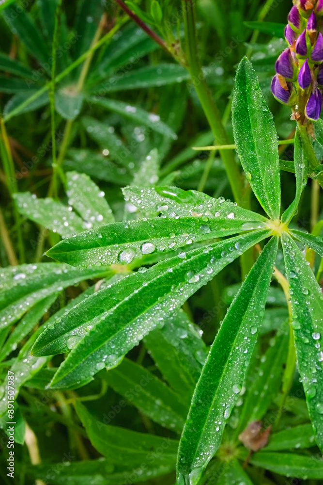 Raindrops on the green leaves of a lupine plant.