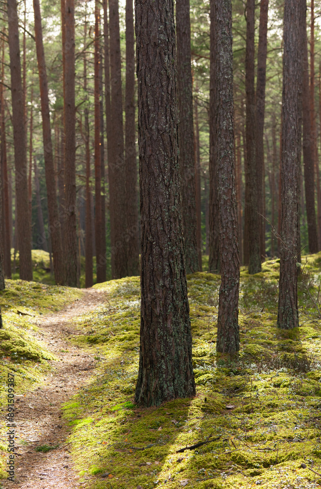 forest path with pine trees and green moss