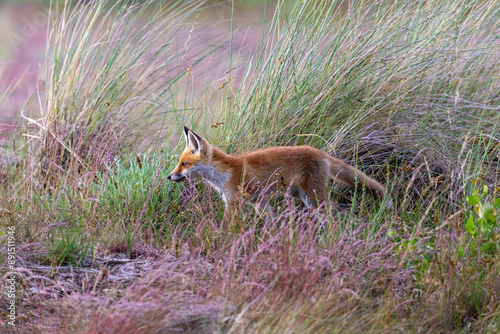 Junger Fuchs, Welpe auf den Sundischen Wiesen.