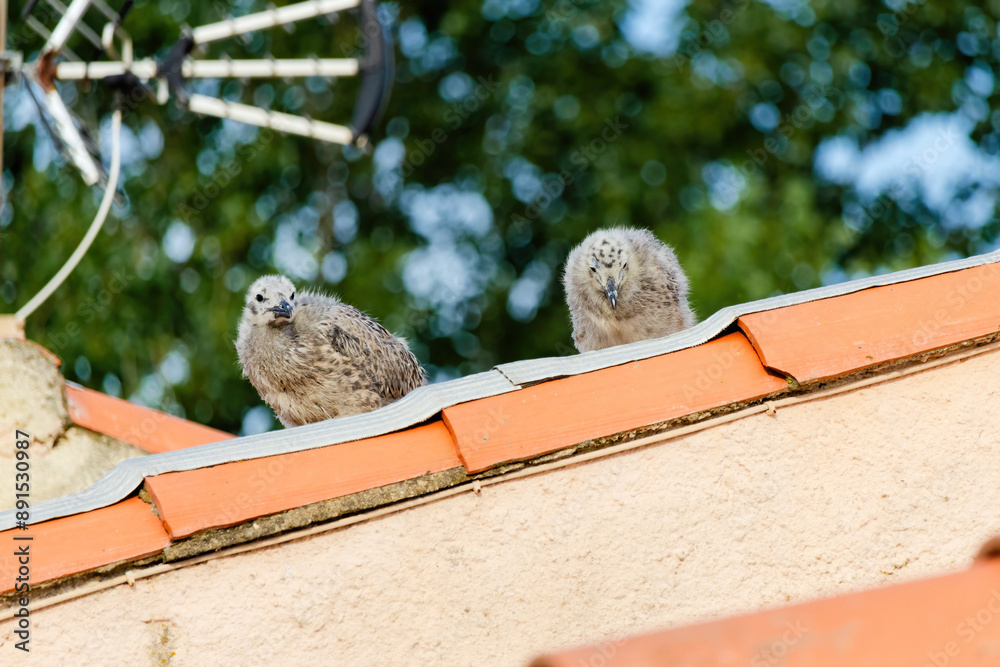 Baby seagull birds are perched on a red roof