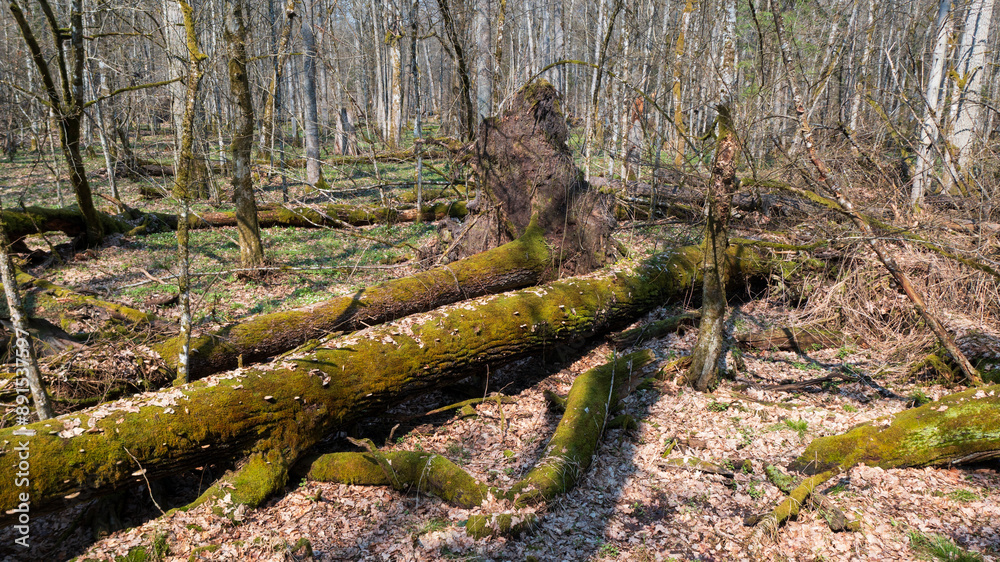 Partle declined broken oak tress in spring Partle declined broken oak tress in spring
