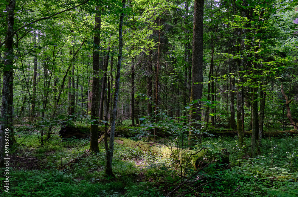 Springtime deciduous stand with old trees Springtime deciduous stand with old trees