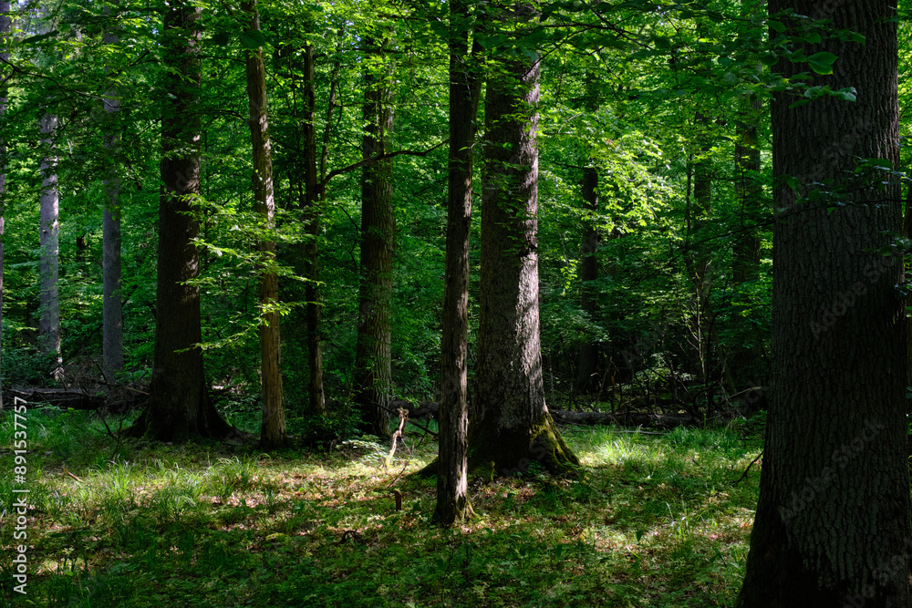 Springtime deciduous stand with old trees Springtime deciduous stand with old trees