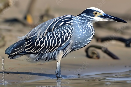 Zigzag Heron Zebrilus undulatus standing at the water's edge in the Amazon rainforest photo