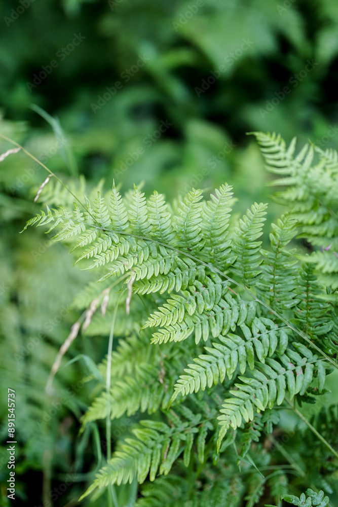 green fern leaves close up in forest in summer