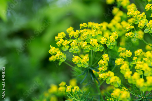 flower cypress spurge, Euphorbia Cyparissias on meadow.