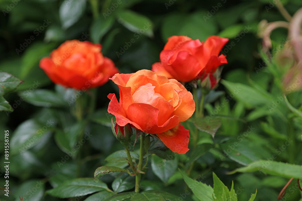 Macro image of an orange Rose bloom, Derbyshire England
Macro image of an orange Rose bloom, Derbyshire England