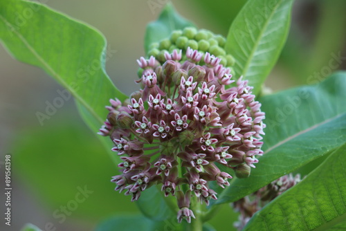 Closeup of milkweed flowers in bloom
