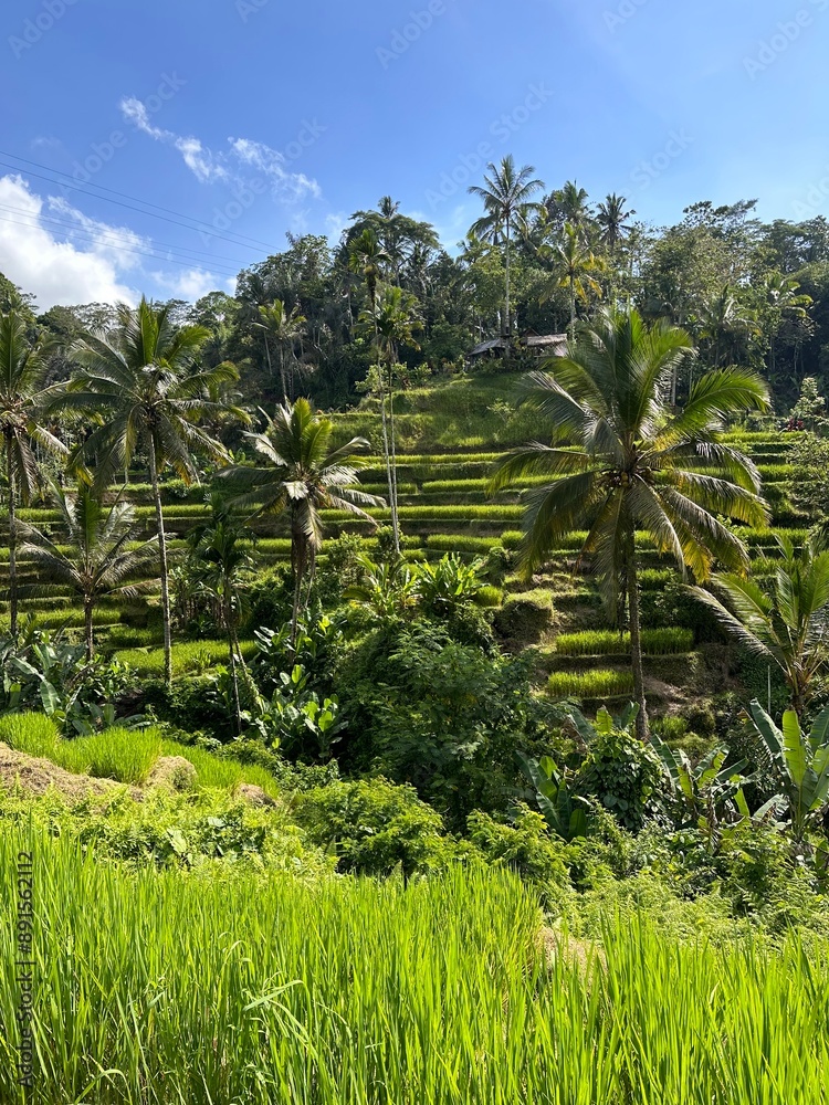 Obraz premium rice field