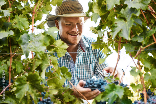 Cuadro en lienzo Man, farming and vineyard with harvesting grapes in season for wine making, viticulture and winery