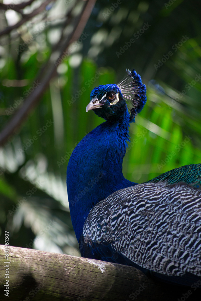 Peacock (Pavo cristatus) has exuberant plumage, with intense, multicolored colors and in shades of white, blue, green, gold or black.
