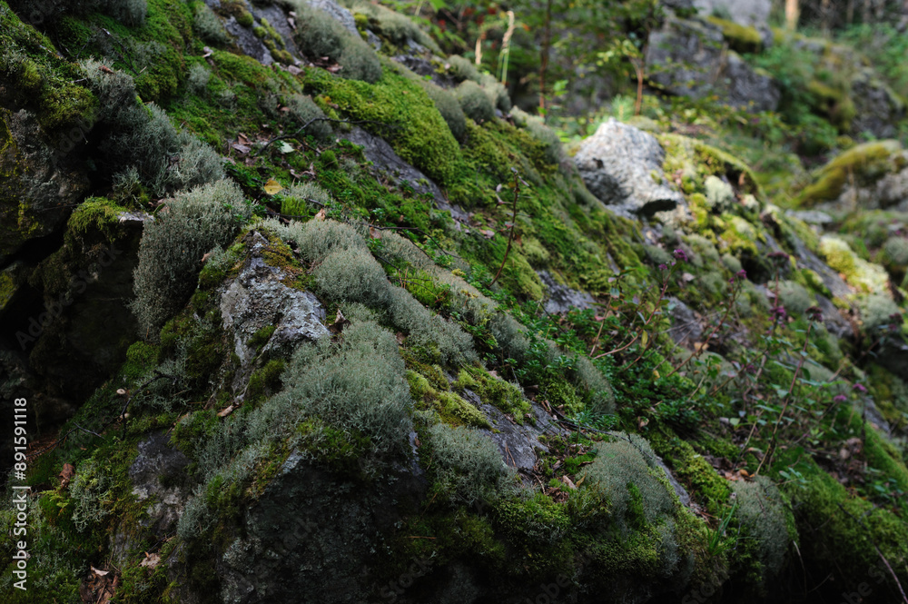 Stones covered with moss in the forest. Copyspace. Stones covered with moss in the forest. Copyspace.