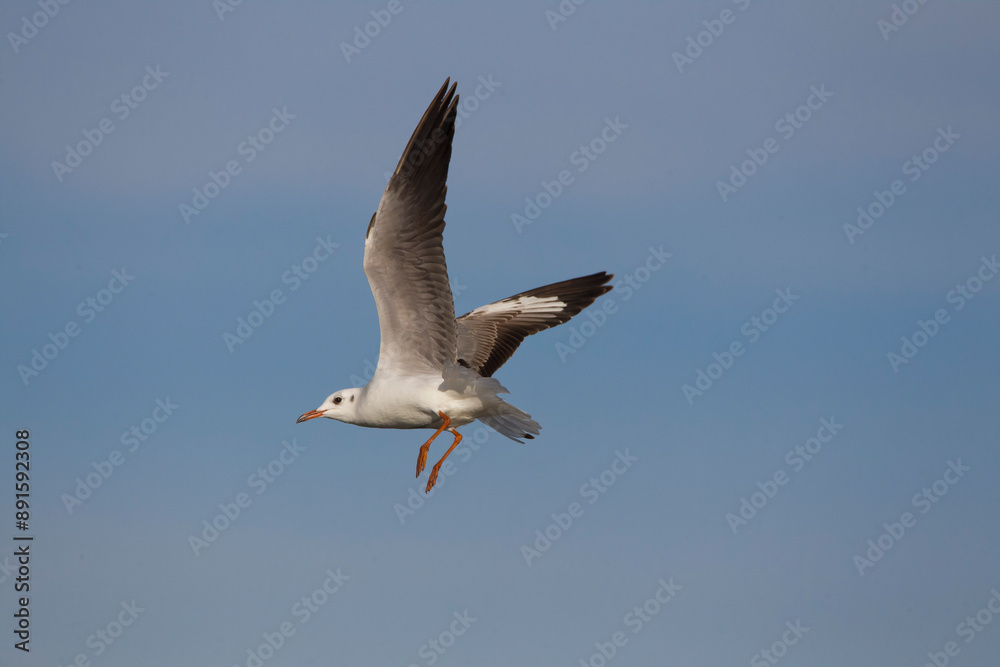 Obraz premium Seagull with wings outstretched in territorial reconnaissance flight.