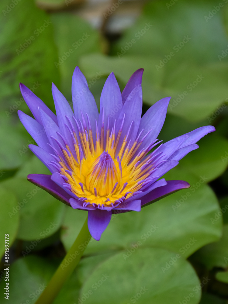 A single purple-white lotus flower with yellow pollen is blooming in the natural sunlight on the green lotus leaves backgrounds. Water lily. A single purple-white lotus flower with yellow pollen is blooming in the natural sunlight on the green lotus leaves backgrounds. Water lily.
