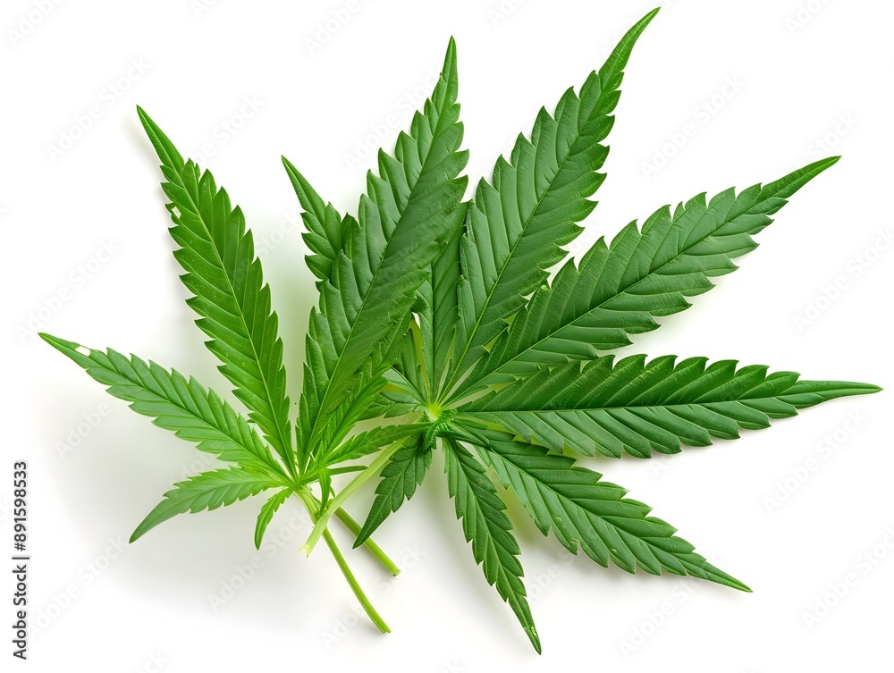 Closeup of green cannabis or marijuana leaves on a white background Closeup of green cannabis or marijuana leaves on a white background