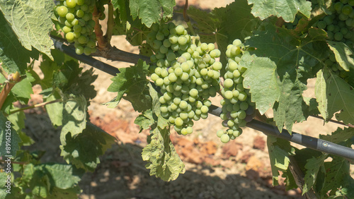 carignano cannonau and vermentino grapes ready for harvest photo