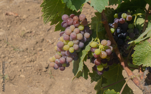 carignano cannonau and vermentino grapes ready for harvest photo