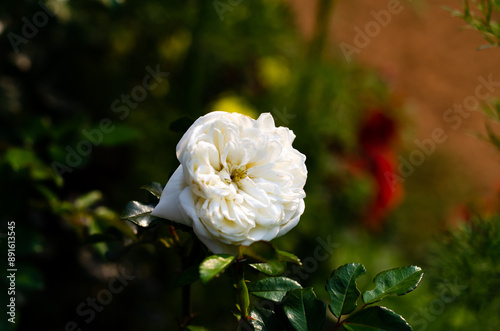 Beautiful white rose in the botanical garden photo