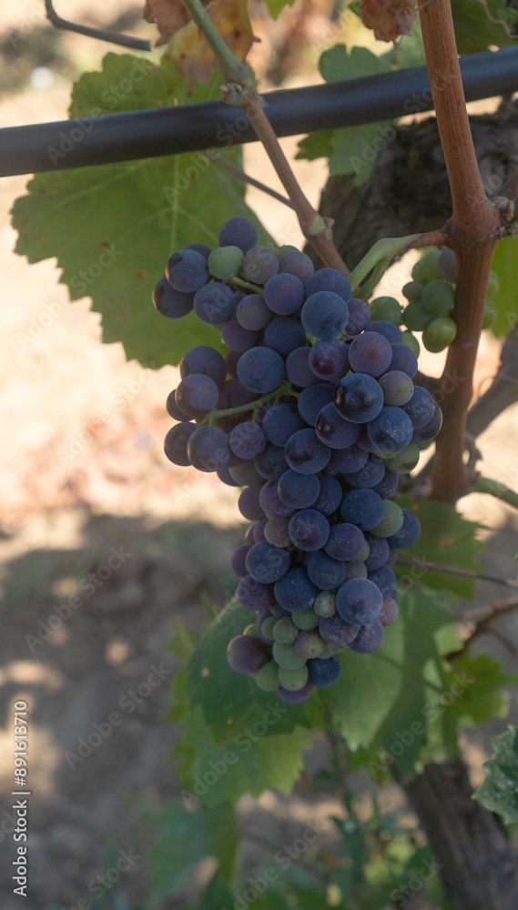 Fototapeta premium carignano cannonau and vermentino grapes ready for harvest