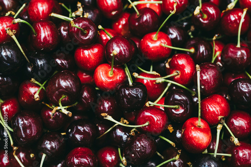 Close-up sur des cerises mûres fraichement cueillies au jardin photo